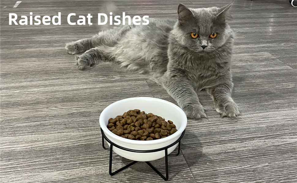cat bowls