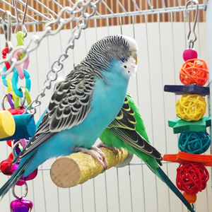 Bird Parakeet Toys